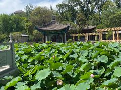 -莲湖公园