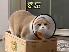 -艾吉宠物医院·疑难杂症转诊中心·猫友好(碧江路院)