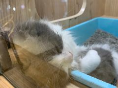 -屋虎猫馆(宝安大仟里店)