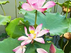 -莲花池公园