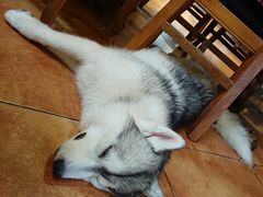 -more than meow吴止猫主题餐厅(承德 中船汇店)