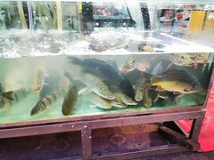 -煲来饱去冷水鱼