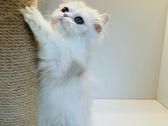 -十月米努特矮脚猫舍
