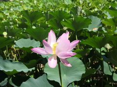 -莲花池公园
