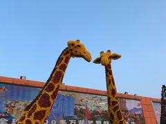 -荷兰花海