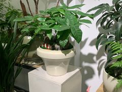 -长春青怡坊鲜花批发(青怡坊花鸟市场店)