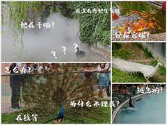 -成都动物园