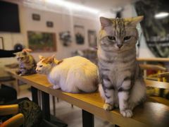 -平行世界·猫咖(首经贸店)