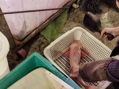 -金海椒罐罐鲢鱼(东方桂苑店)