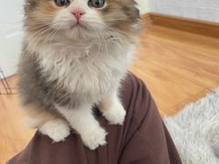 -momokira米努特·德文卷毛猫·棉花面纱犬