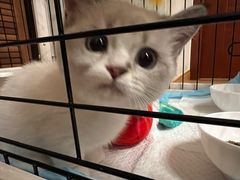 -momokira米努特·德文卷毛猫·棉花面纱犬