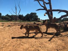 -威勒比开放式动物园