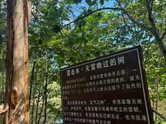 -汤旺河林海奇石景区
