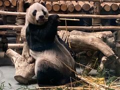 -东莞香市动物园