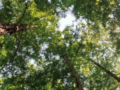 -白水寺森林公园