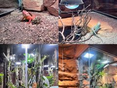 -帕帕拉兹宠物(亚洲旗舰店)