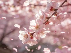 -溪岸路花鸟市场