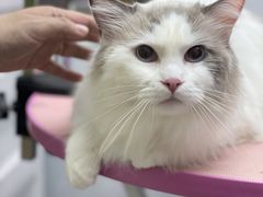 -FAELING PETS美天灵宠物(富力广场店)