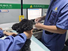 -半岛宠物医院24小时(科华中路店)