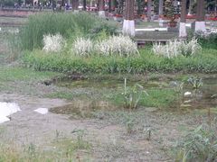-温江公园
