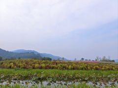 -径山花海
