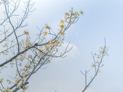 -高东镇樱花园
