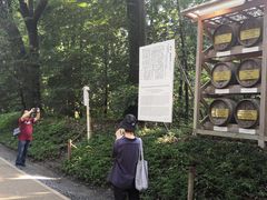 -井之头恩赐公园