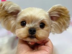 -Oh My Dog宠物沙龙(伊珊娜皮毛护理店)