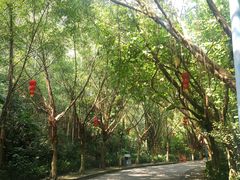 -滴水岩森林公园