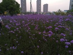 -杭州城北体育公园