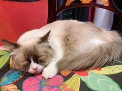 -猫色咖啡·猫咖