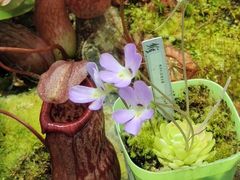 -国家植物园南园