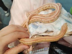 -Moni星球萌宠·小马宝莉·灵蛇·高端高阶全萌宠互动体验俱乐部(红豆国际广场店)
