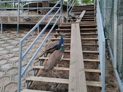 -北京鹿世界主题园