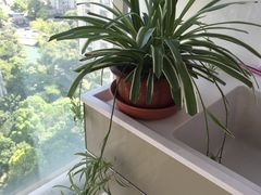 -新湖明珠城