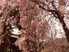 -西安青龙寺遗址景区