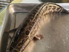 -金三可市井水煮鱼(金碧园店)