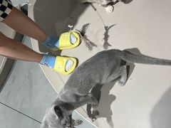 -琪喵猫屋·撸猫猫咖·猫舍