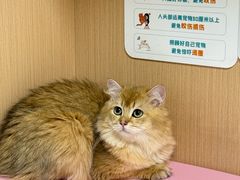-谐和贝康宠物医院24小时·宠保定点(急重症转诊中心)