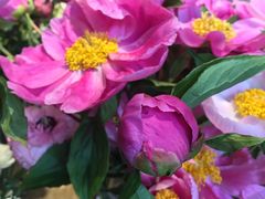 -Flower in(密渡桥店)