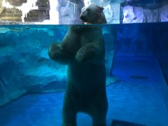 -芜湖新华联大白鲸海洋公园