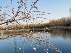 -大兴滨河森林公园