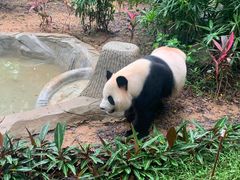 -深圳野生动物园