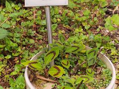 -广州神农草堂中医药博物馆