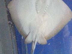 -大阪海游馆