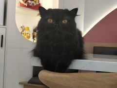 -喵园·猫主题咖啡厅·撸猫·猫咖(国贸店)