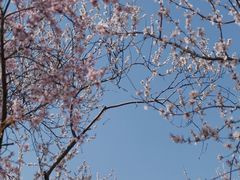 -桃花堤公园
