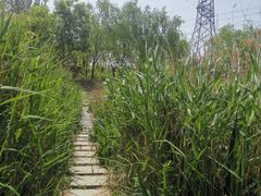 -马家湾湿地公园