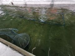 -会江钓鱼钓虾烧烤场