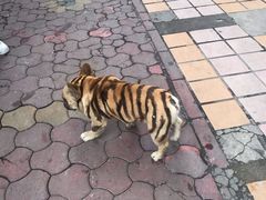 -三兄弟鲜羊肉